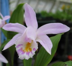 春花獨蒜蘭 春花獨蒜蘭