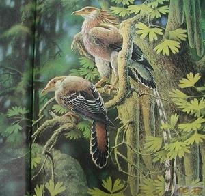 聖賢孔子鳥化石