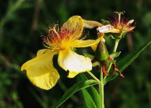 雙腺野海棠 雙腺野海棠