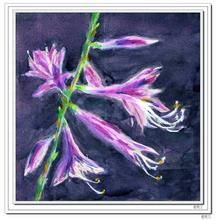 紫燈花科 紫燈花科