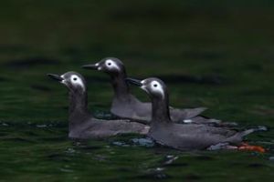 白眶海鴿 白眶海鴿
