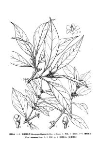 斜脈假衛矛 斜脈假衛矛