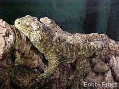 巨人守宮 巨人守宮