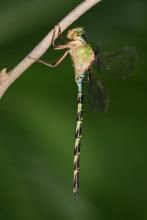 中國蜓科(晏蜓科)分類目錄—YELLOWMAN 昆蟲視界