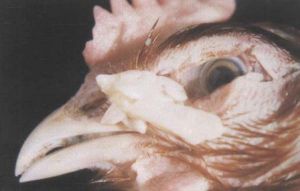 雞麴黴菌病 雞麴黴菌病