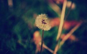 讓你眼界大開心情愉悅的唯美意境圖片