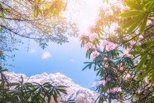 二郎山喇叭河景區