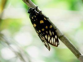 愛已秋蟬 愛已秋蟬