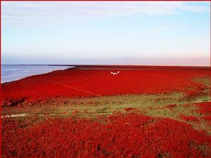 （圖）遼河三角洲