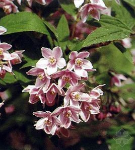 長葉溲疏 長葉溲疏