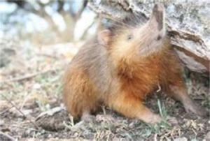 擬八齒鼠 擬八齒鼠