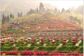 花舞人間 花舞人間