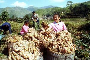 （圖）農民收穫生薑