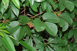 大花青藤 大花青藤