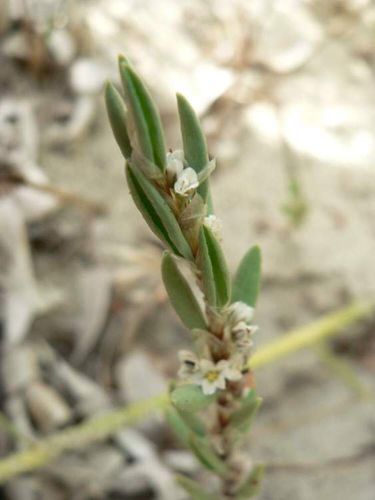 莖基部木質化，葉頂端較尖，葉緣向下捲曲