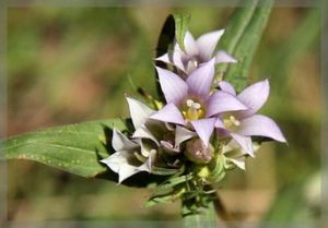 新疆龍膽 新疆龍膽