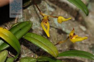 毛藥卷瓣蘭 毛藥卷瓣蘭