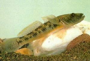 櫛鰕虎魚