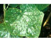 蛇瓜疫病 蛇瓜疫病