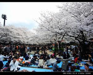 櫻花季節的東京上野公園
