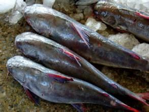 側眼海鯰 側眼海鯰