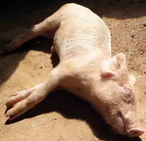 豬結腸小袋蟲病 豬結腸小袋蟲病