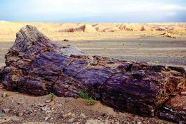 準噶爾盆地矽化木 準噶爾盆地矽化木