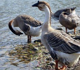 道州灰鵝 道州灰鵝