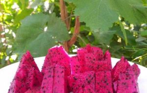 北京陽光綠禾採摘園 北京陽光綠禾採摘園