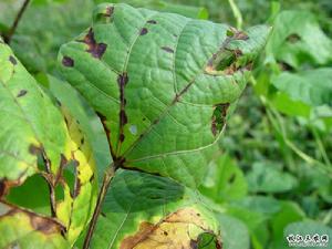 扁豆子葉和成株炭疽病 扁豆子葉和成株炭疽病