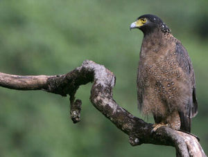 尼科巴群島蛇雕 尼科巴群島蛇雕