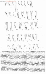 菱葉唇柱苣苔 菱葉唇柱苣苔