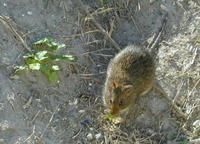 科羅拉多州的稻大鼠較其他地方呈紅色