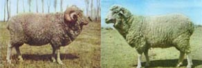 細毛羊