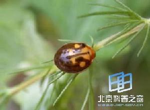 隱斑瓢蟲 隱斑瓢蟲