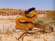 澳洲內陸太攀蛇