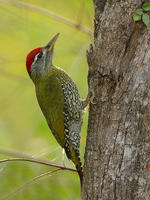 鱗喉綠啄木鳥
