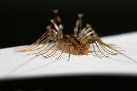 熱地上蚰蜒 熱地上蚰蜒