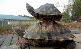 南京龜鱉自然博物館