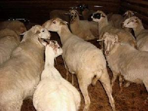 回龍1村綿羊養殖業