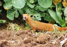 黃鼠狼就是黃鼬