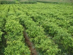 期村委村 期村委村