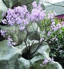 石上開花 石上開花