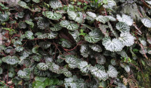 囊謙虎耳草 囊謙虎耳草