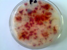 PDA培養基 PDA培養基