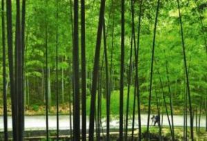 陽羨生態旅遊區 陽羨生態旅遊區