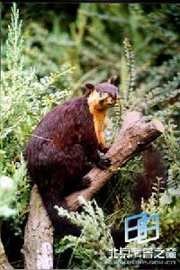 雙色巨松鼠 雙色巨松鼠