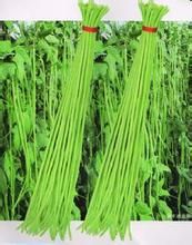 寶豐油豆角 寶豐油豆角