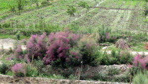 莎車檉柳 莎車檉柳