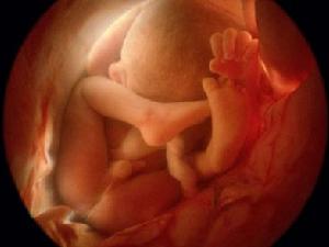 胎兒發育十個月